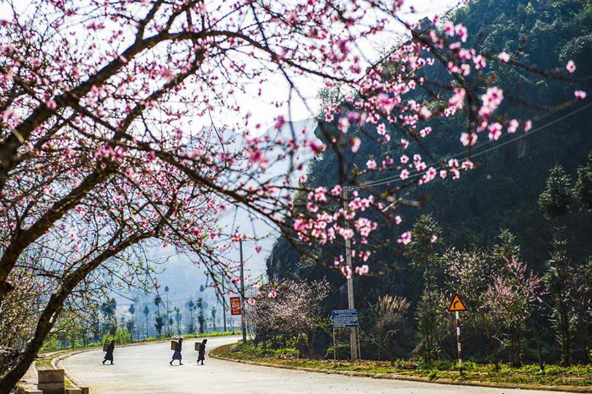 Hòa mình trong sắc xuân - Hình ảnh tuyệt vời của Hoa Đào ngày Tết