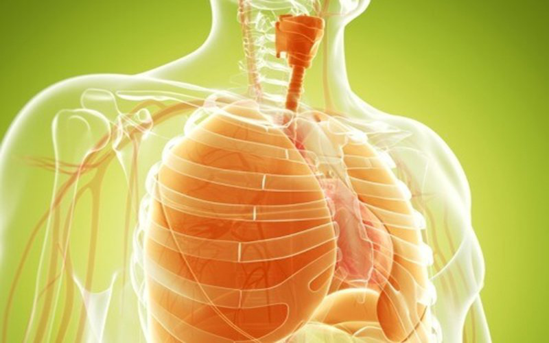 Cấu tạo, chức năng của hệ hô hấp và một số bệnh thường gặp