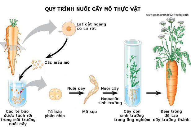 Công nghệ tế bào - Ứng dụng và thành tựu trong đa dạng lĩnh vực