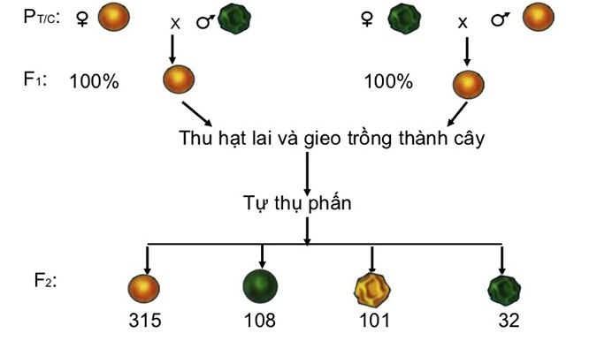 Quy Luật Phân Li Độc Lập Của Menden: Lý Thuyết Và Bài Tập Vận Dụng