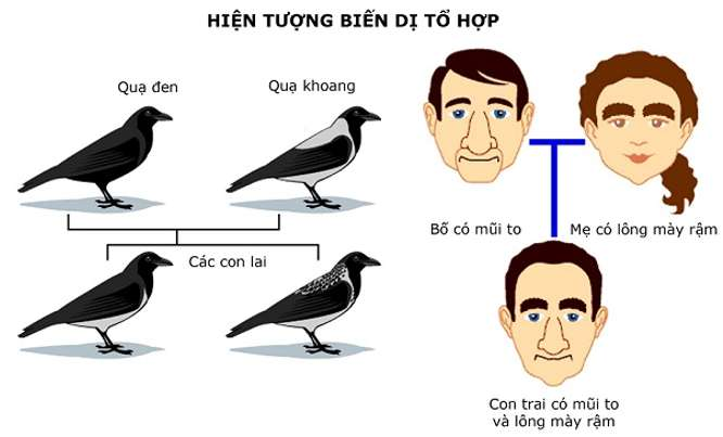 Quy Luật Phân Li Độc Lập Của Menden: Lý Thuyết Và Bài Tập Vận Dụng