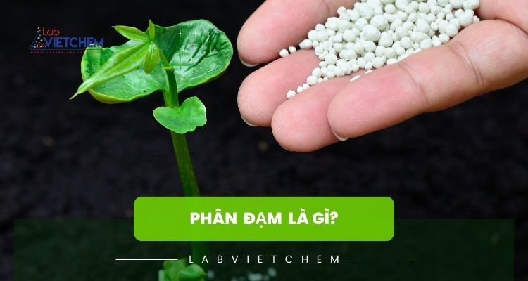 Phân đạm là gì? Tác dụng của nó đối với cây trồng