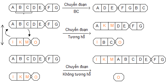 Đột Biến Cấu Trúc Nhiễm Sắc Thể Là Gì? Nguyên Nhân & Các Loại Đột Biến