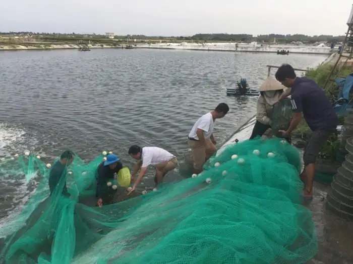 Nghề nuôi tôm phát triển mạnh nhất ở đâu? Tổng hợp những vùng nuôi tôm lớn nhất nước ta