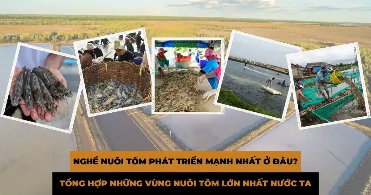 Nghề nuôi tôm phát triển mạnh nhất ở đâu? Tổng hợp những vùng nuôi tôm lớn nhất nước ta