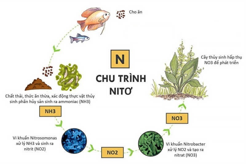 NO3 hóa trị mấy? Nguồn gốc phát sinh NO3