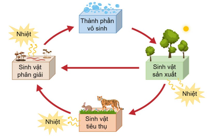 Nhân tố sinh thái là gì: Khái niệm, phân loại, vai trò