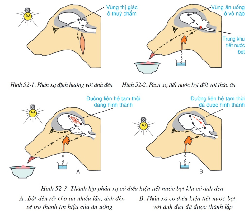 Phản xạ có điều kiện là gì? Phân loại các dạng phản xạ có điều kiện