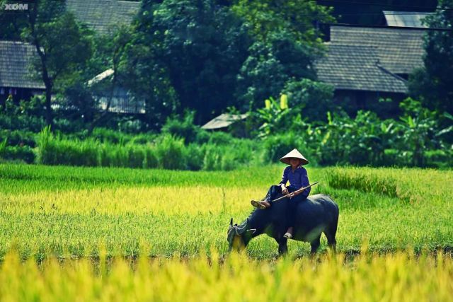 Quê hương là gì? Quê hương có ý nghĩa thế nào đối với mỗi người