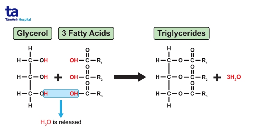 Triglyceride là gì? Vai trò và tại sao lại quan trọng với cơ thể?