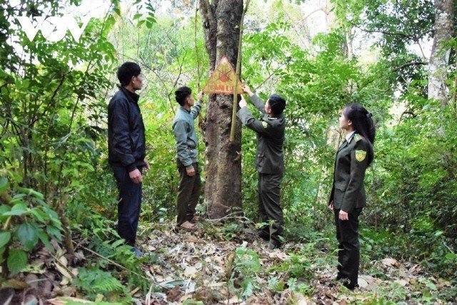 Bảo vệ rừng - lá chắn tốt trong phòng chống thiên tai