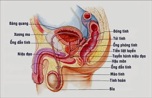 Bộ phận sinh dục nam là gì? Cấu tạo và vai trò ra sao?