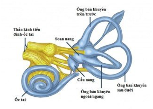 Cấu trúc và chức năng của tai