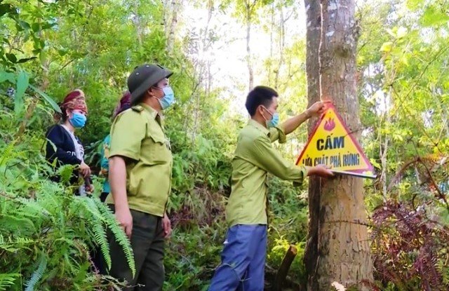 Bảo vệ rừng - lá chắn tốt trong phòng chống thiên tai