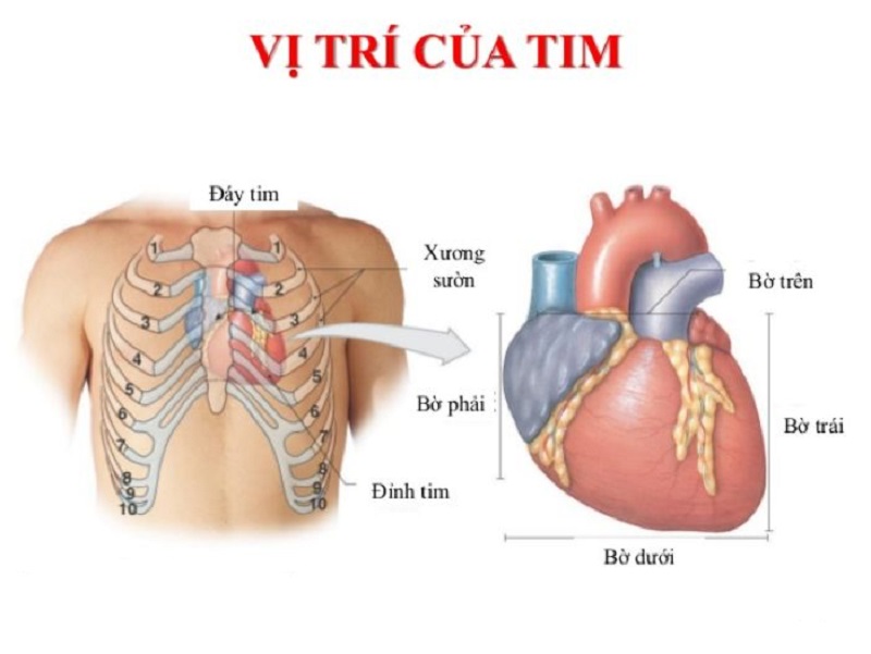 Tim người có mấy ngăn và hoạt động như thế nào?