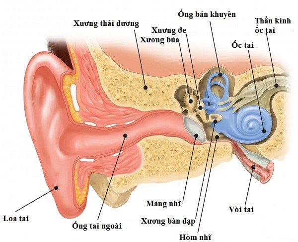 Cấu trúc và chức năng của tai