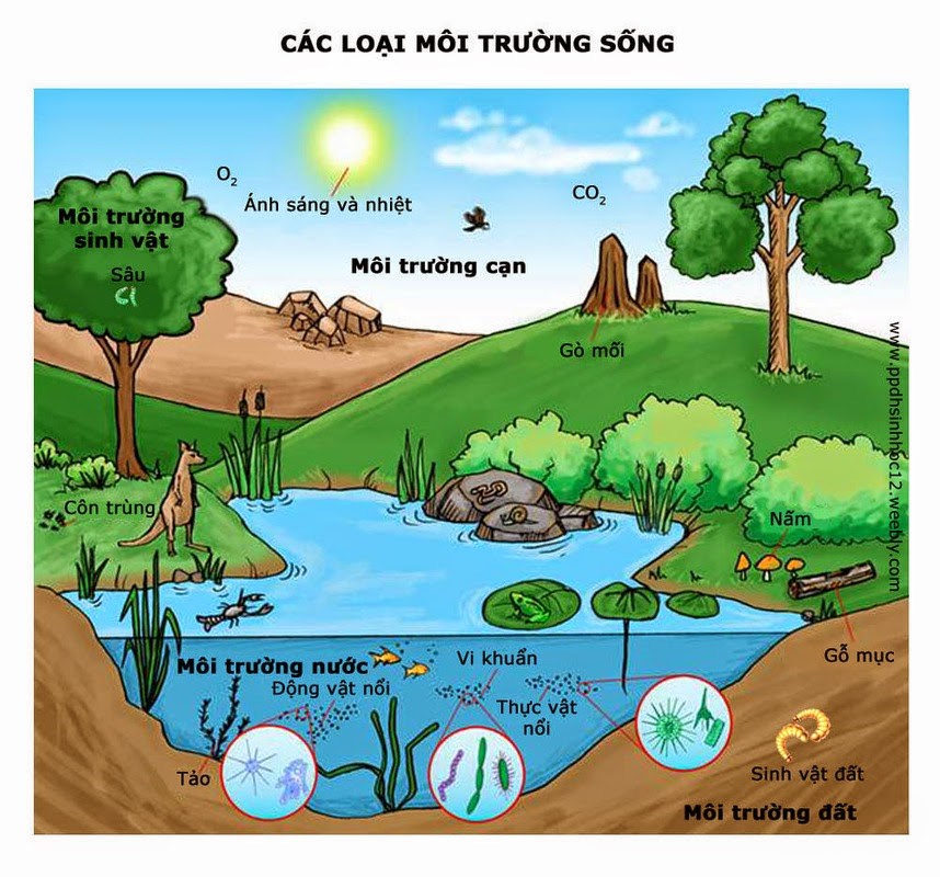 Phân tích môi trường sinh thái và vai trò con người đối với môi trường