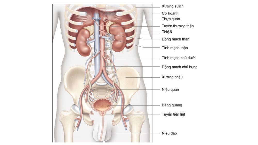 Đặc điểm giải phẫu thận