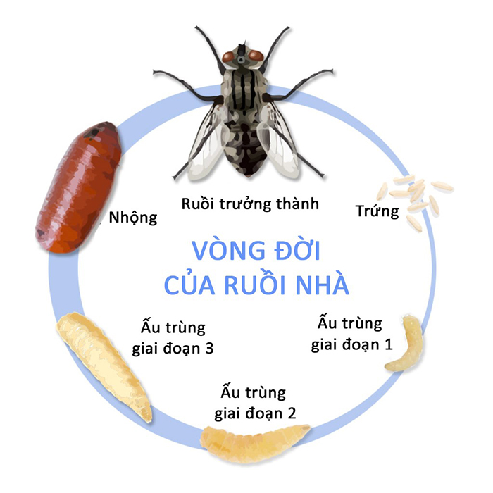 Ruồi sống được bao lâu thì chết? Vòng đời của ruồi nhà