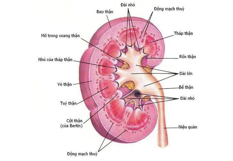 Đặc điểm giải phẫu thận