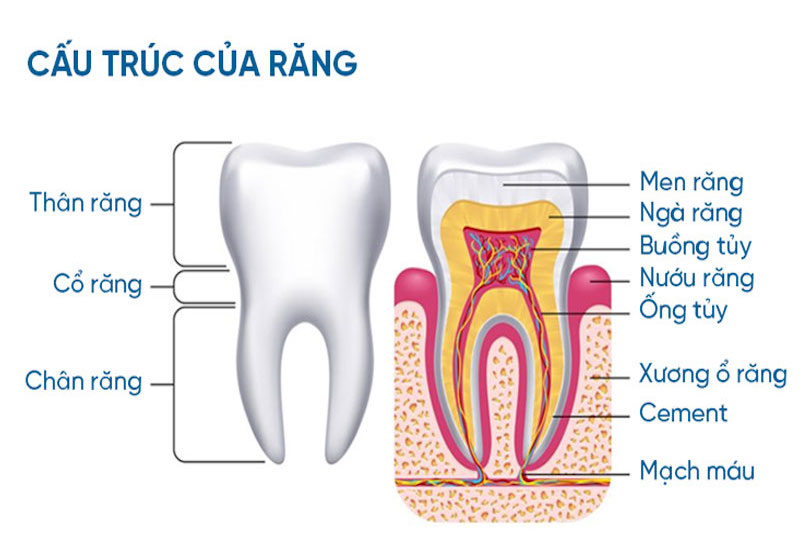 Người trưởng thành có bao nhiêu cái răng?