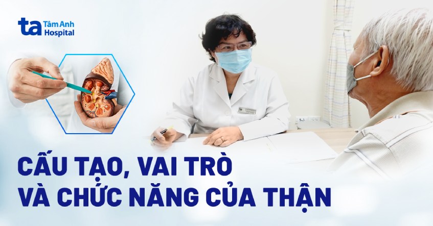 Thận là gì? Cấu tạo, vai trò chức năng đối với cơ thể con người