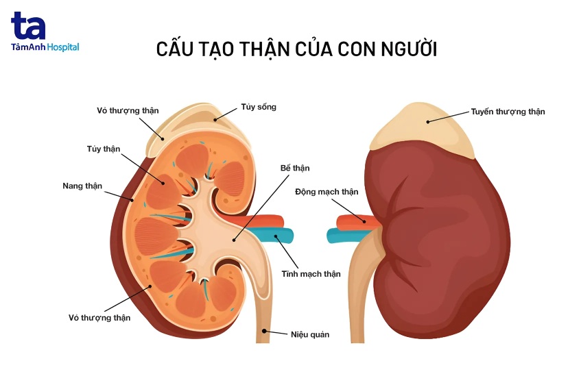 Thận là gì? Cấu tạo, vai trò chức năng đối với cơ thể con người