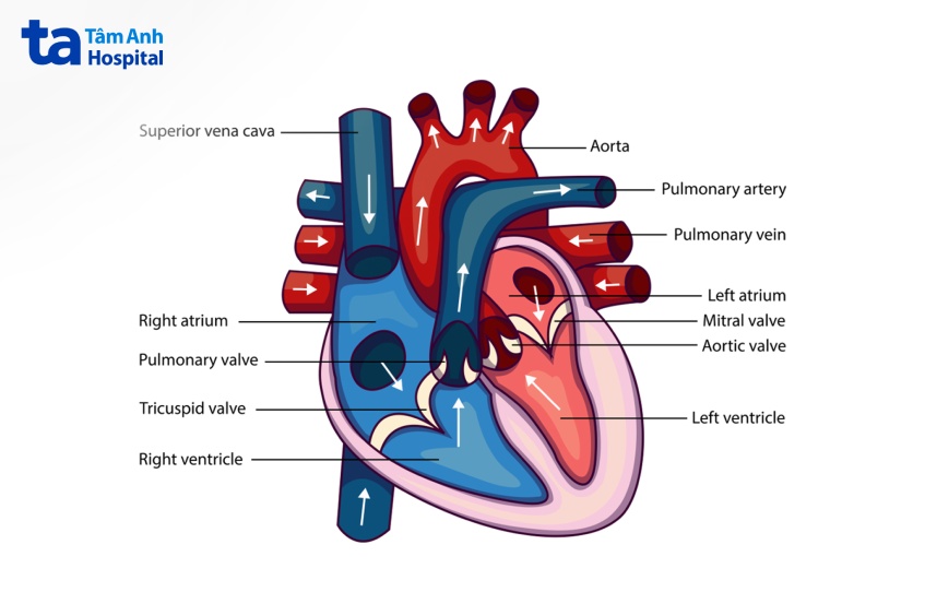 Quả tim: Cấu tạo, chức năng, vị trí, kích thước và khối lượng