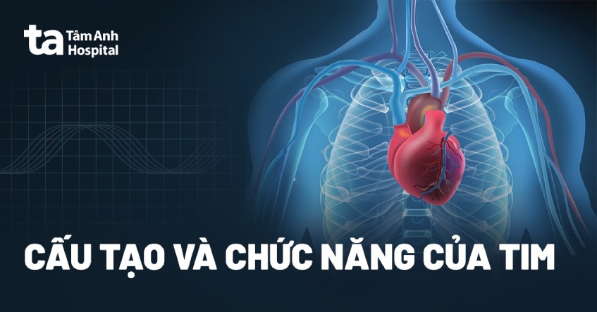 Quả tim: Cấu tạo, chức năng, vị trí, kích thước và khối lượng