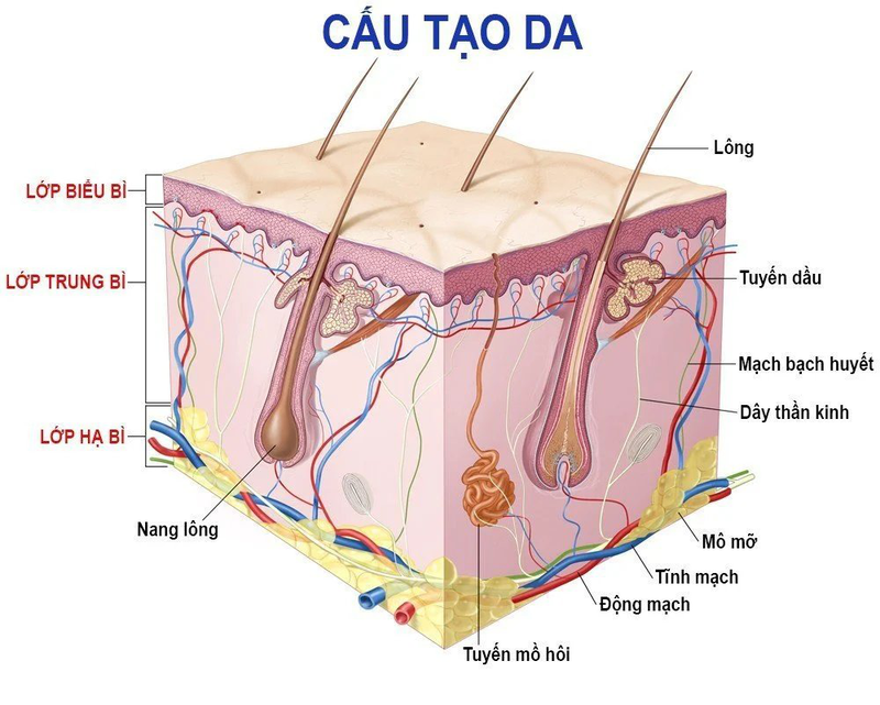 Cấu trúc của da và chức năng của cơ quan này