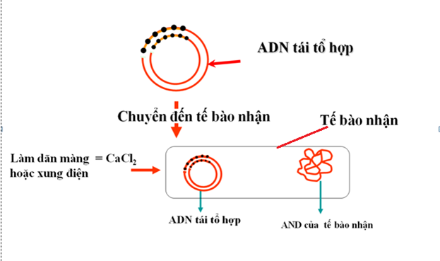 Sinh 12 Bài 20: Tạo Giống Nhờ Công Nghệ Gen Lý Thuyết & Bài Tập