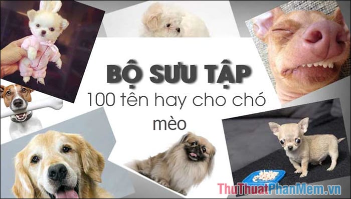 Danh sách Top 100 tên chó, mèo nổi bật năm 2024