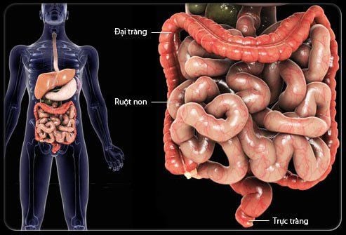 Hệ tiêu hóa hoạt động thế nào?