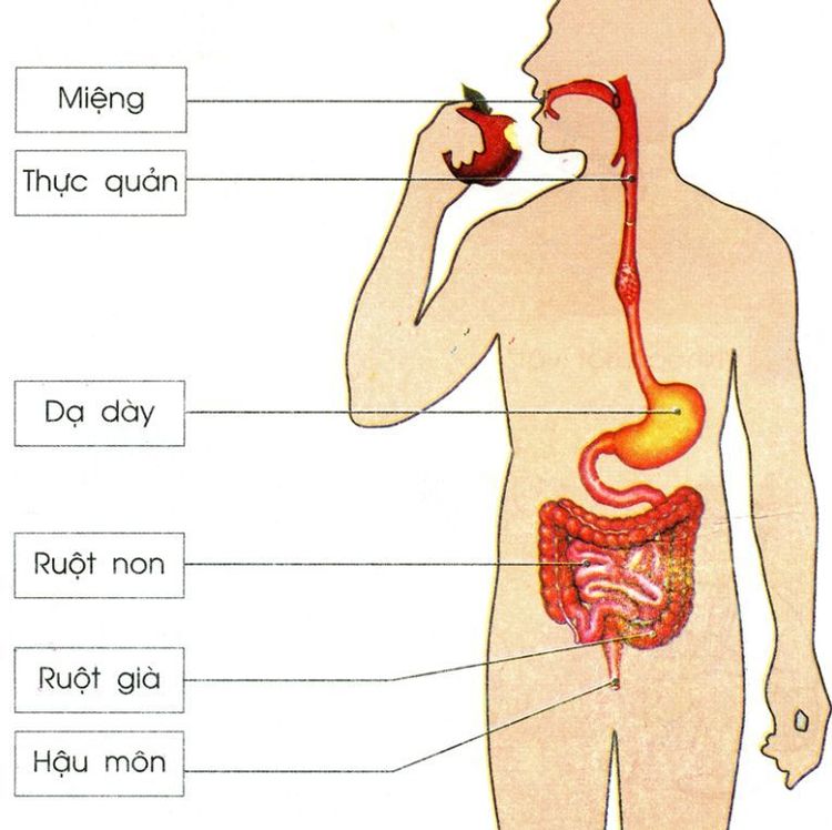 Hệ tiêu hóa hoạt động thế nào?