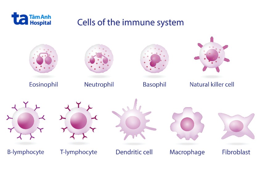 Tế bào miễn dịch là gì? Phân loại, cấu tạo và chức năng