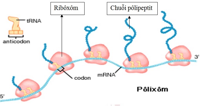 Sinh học 12 - Quá trình Phiên mã và Dịch mã, Chi tiết nội dung & Bài luyện tập