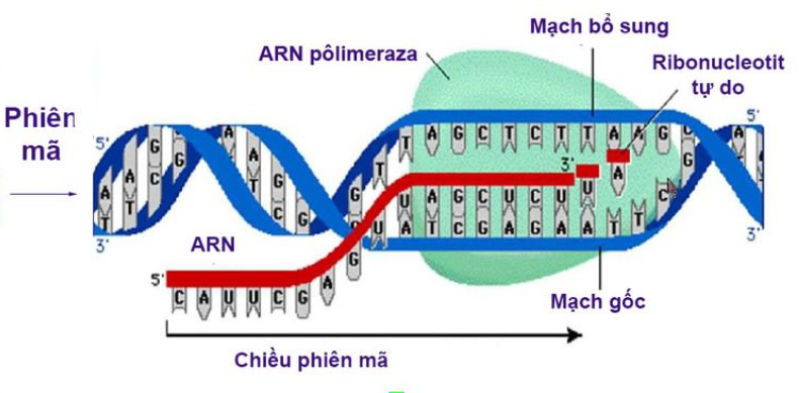 Sinh học 12 - Quá trình Phiên mã và Dịch mã, Chi tiết nội dung & Bài luyện tập