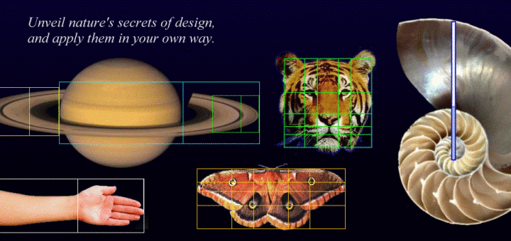 Bí ẩn về dãy Fibonacci và tỉ lệ vàng