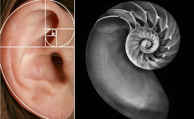 Bí ẩn về dãy Fibonacci và tỉ lệ vàng