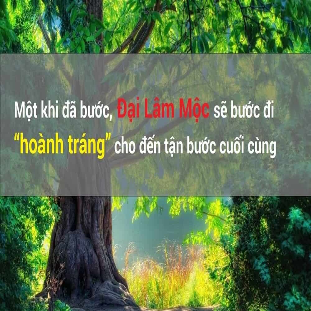 8 Điều Về Mệnh Đại Lâm Mộc Mà Bạn Cần Biết - Tử Vi Phong Thuỷ 2020